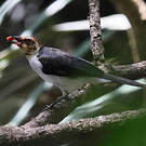 Paroare rougecap
