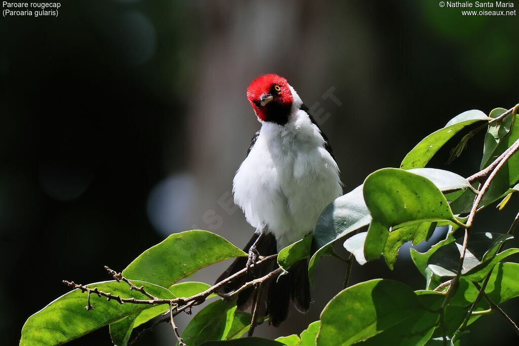 Paroare rougecapadulte, identification, soins