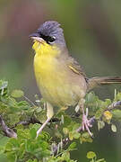 Grey-crowned Yellowthroat