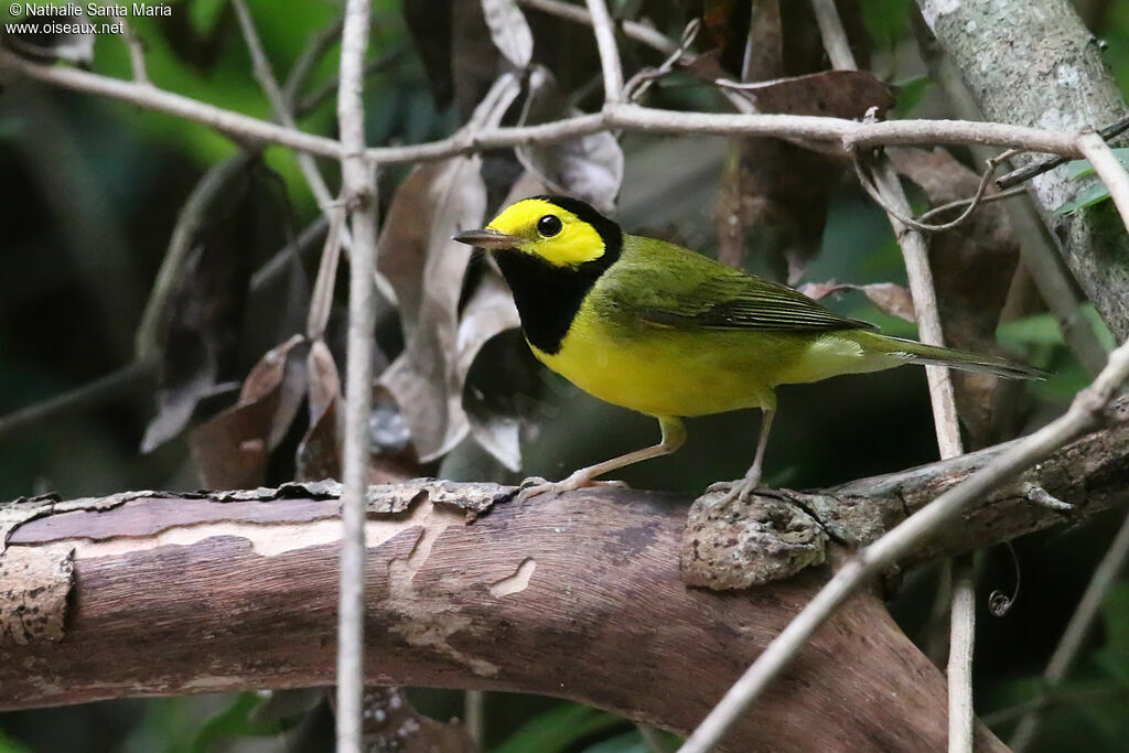 Hooded Warbler, identification