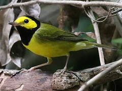 Hooded Warbler