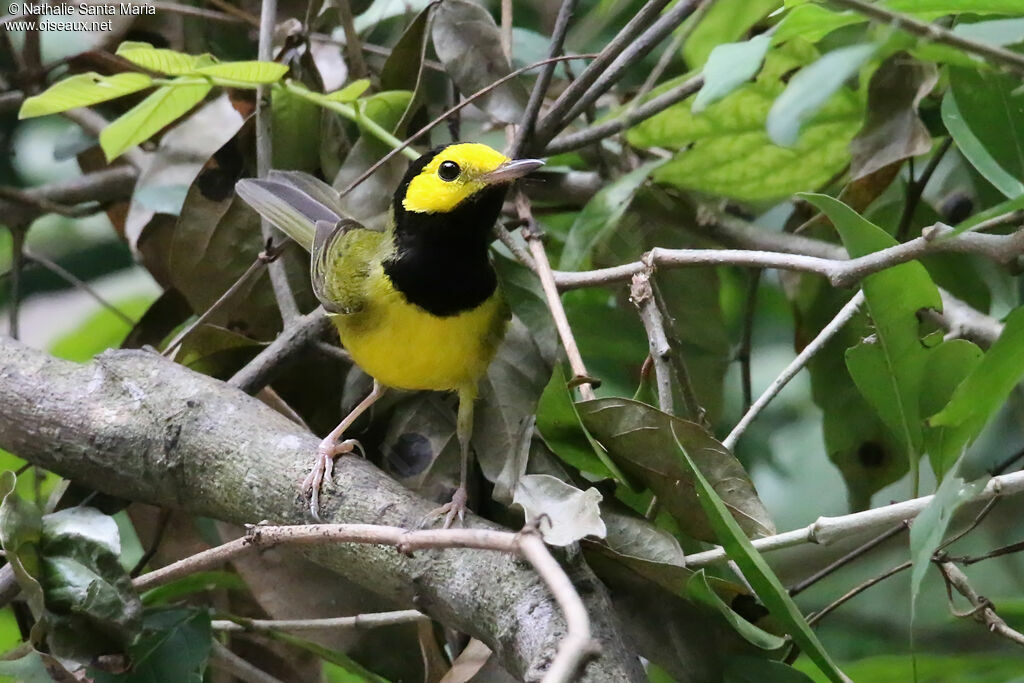 Hooded Warbleradult, identification