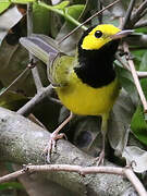 Hooded Warbler