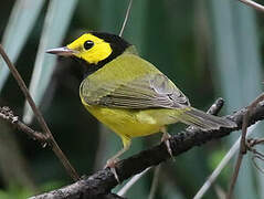 Hooded Warbler