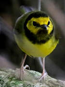 Hooded Warbler