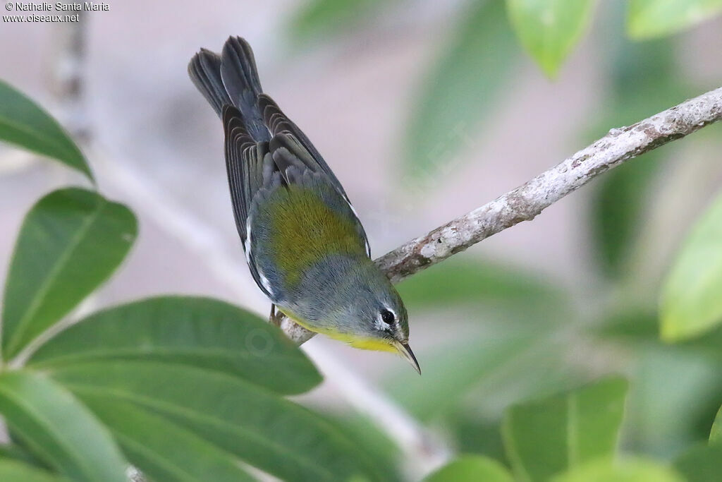 Northern Parula female adult, identification, fishing/hunting