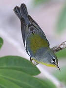 Northern Parula