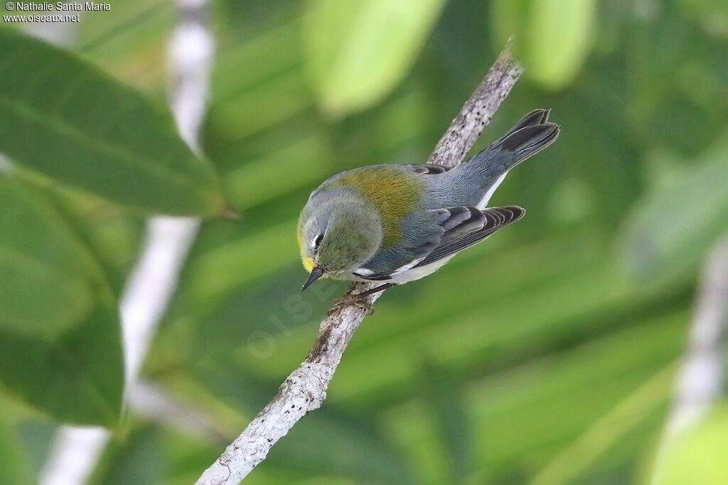 Northern Parula female adult, identification, fishing/hunting