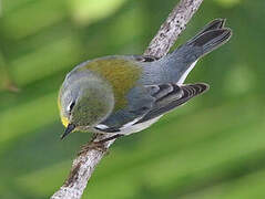 Northern Parula