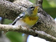 Northern Parula