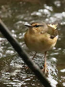 Buff-rumped Warbler