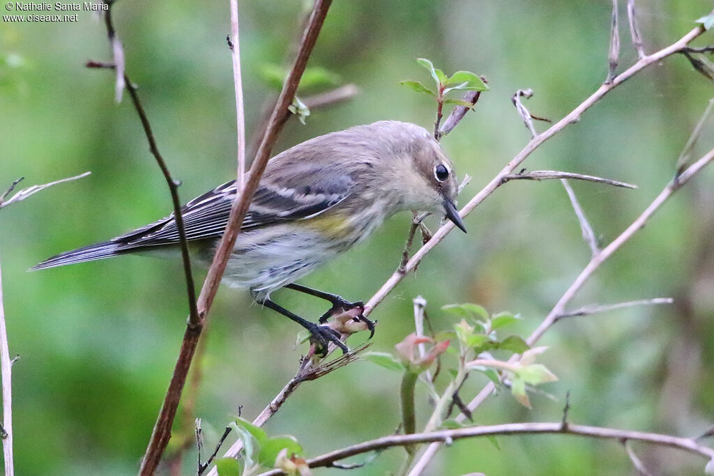 Myrtle Warbler female adult, identification