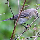 Paruline à croupion jaune