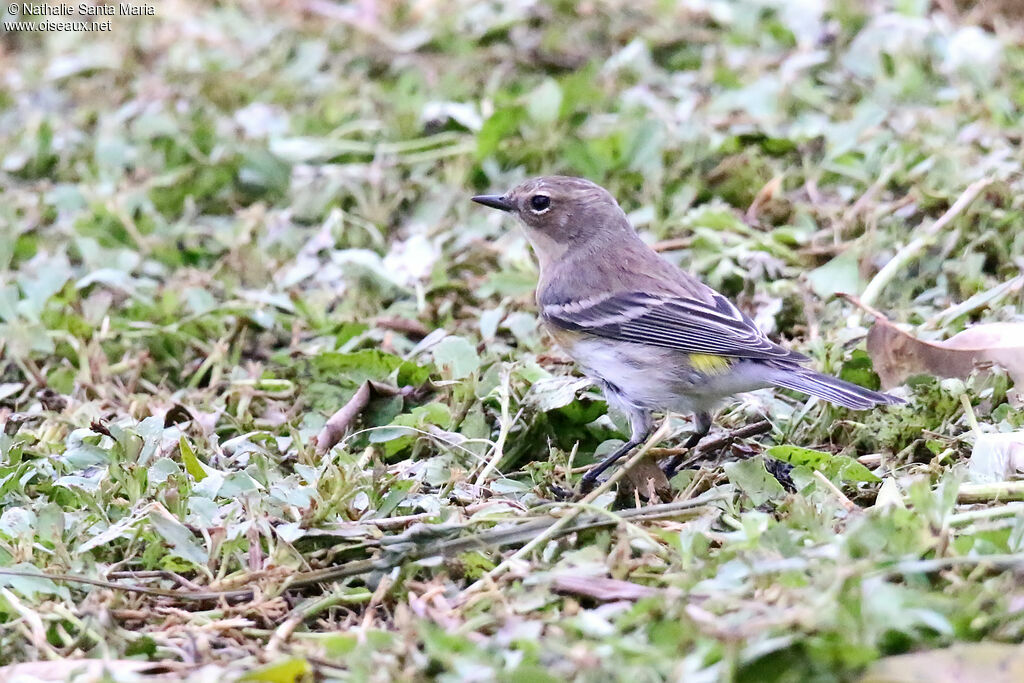 Myrtle Warbler female adult, habitat, walking, fishing/hunting