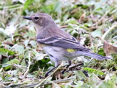 Myrtle Warbler