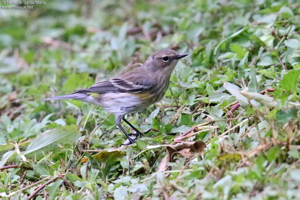 Myrtle Warbler female adult, fishing/hunting