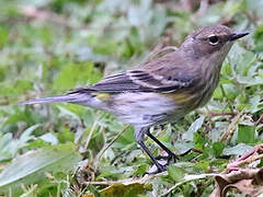 Myrtle Warbler