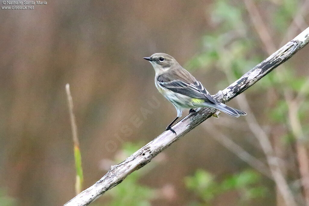 Myrtle Warbler female adult, identification