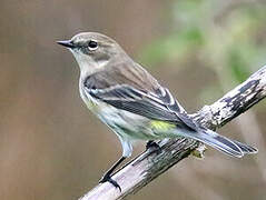 Myrtle Warbler