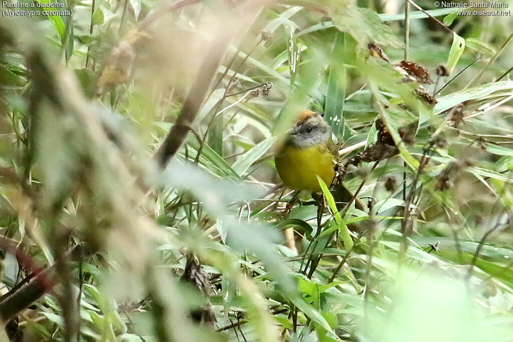 Russet-crowned Warbleradult, identification