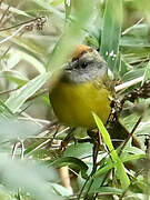 Russet-crowned Warbler