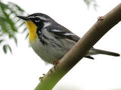 Yellow-throated Warbler