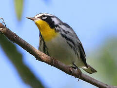 Yellow-throated Warbler