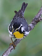 Yellow-throated Warbler