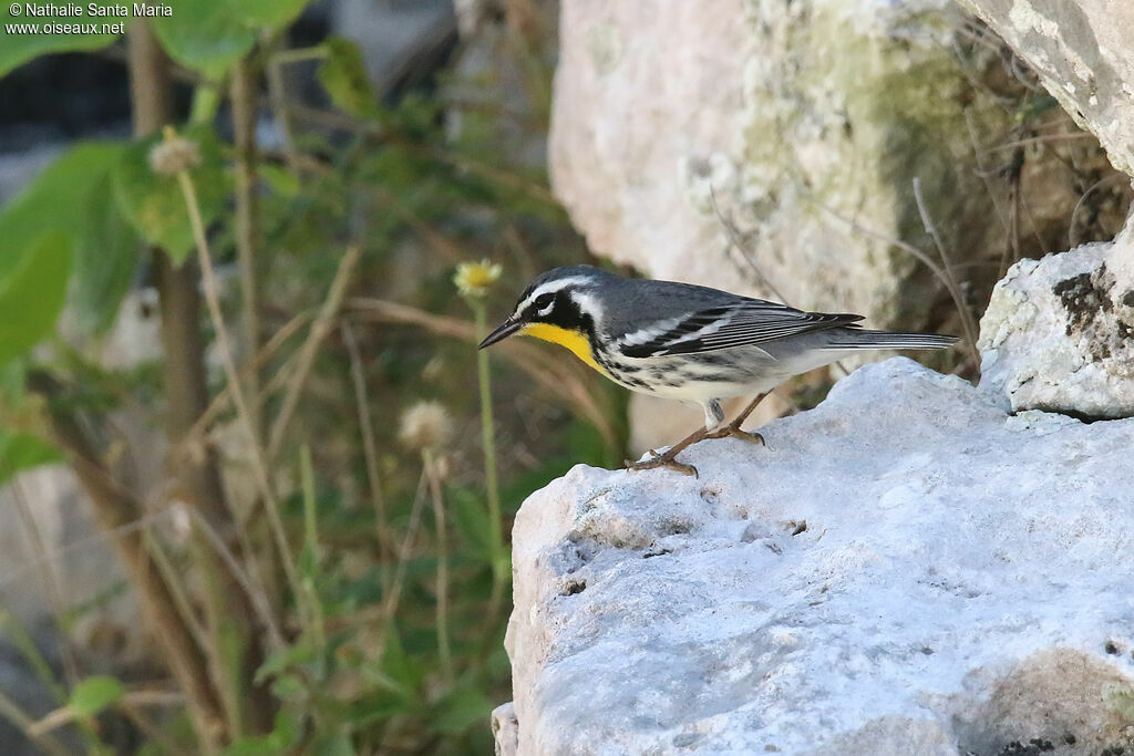 Yellow-throated Warbleradult, identification