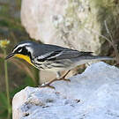 Paruline à gorge jaune