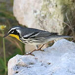 Paruline à gorge jaune