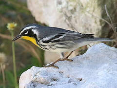 Yellow-throated Warbler