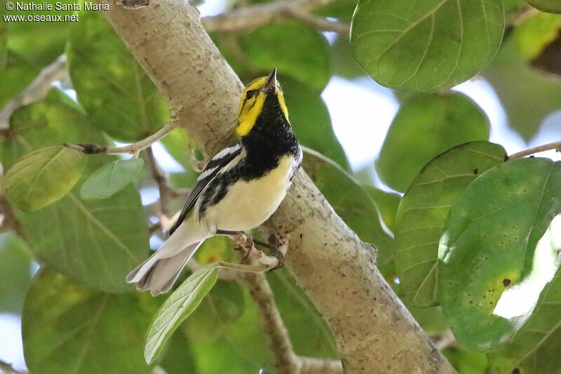 Black-throated Green Warbler male adult, identification, fishing/hunting