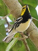 Black-throated Green Warbler