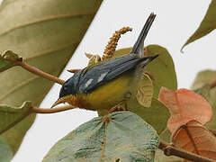 Tropical Parula