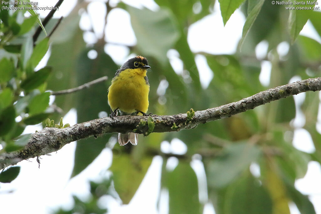 Spectacled Whitestartadult, identification