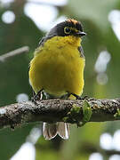 Spectacled Whitestart