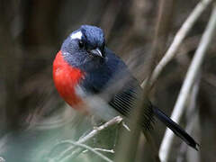 Grey-throated Chat