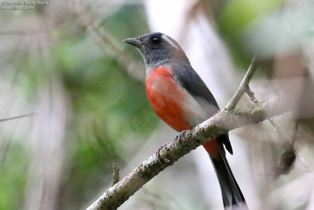 Grey-throated Chat male adult, identification