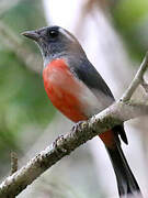 Grey-throated Chat