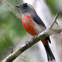 Paruline à plastron