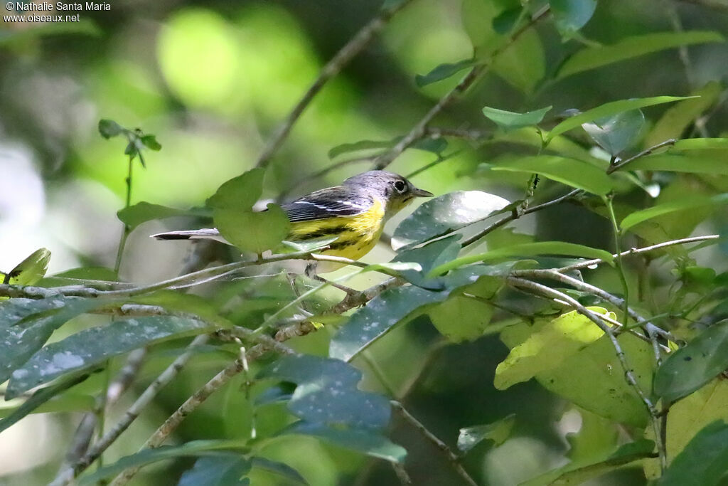 Magnolia Warbler female adult