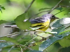 Magnolia Warbler