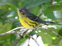 Magnolia Warbler