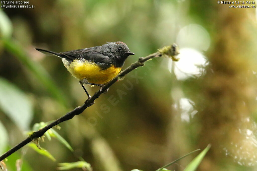 Paruline ardoiséeadulte, identification