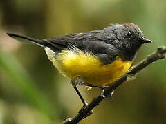 Slate-throated Whitestart