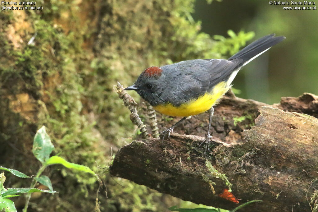 Slate-throated Whitestartadult, identification, fishing/hunting