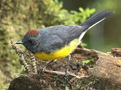 Slate-throated Whitestart