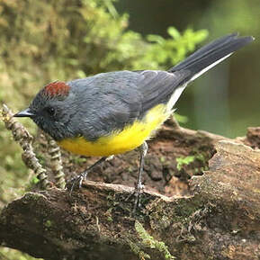 Paruline ardoisée