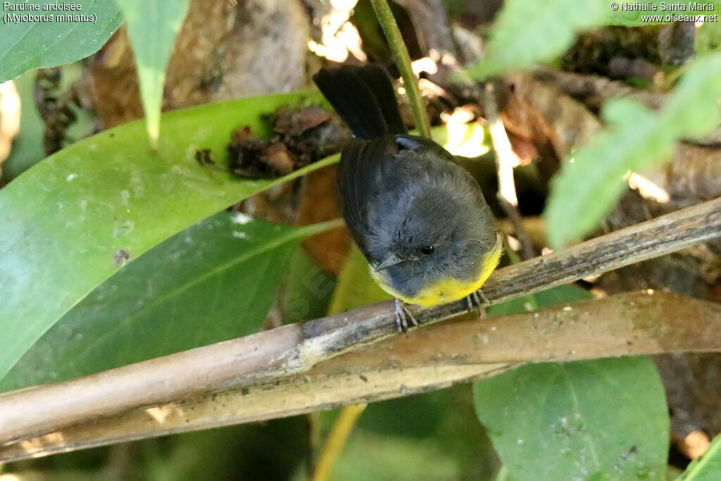 Slate-throated Whitestartjuvenile, identification